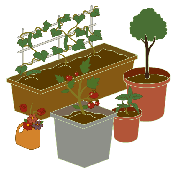 在容器中生长的各种植物
